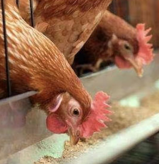 เกร็ดความรู้เกี่ยวกับคาราจีแนน