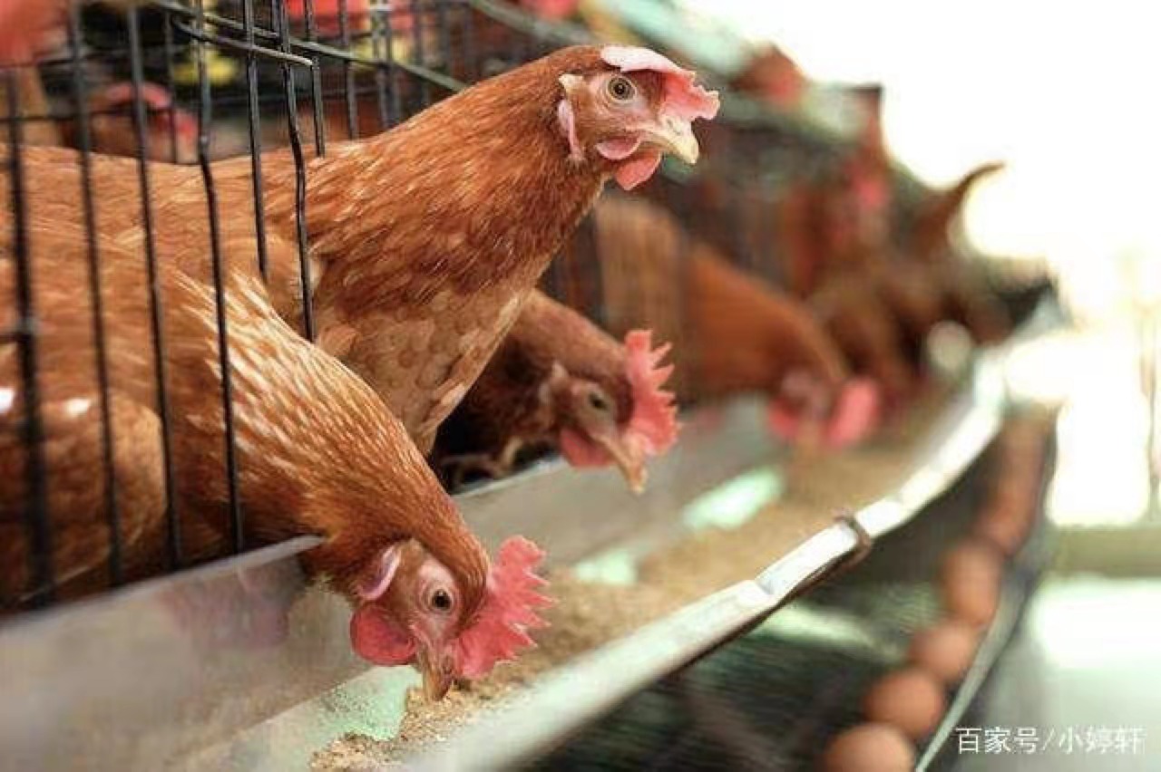 โภชนาการของวัตถุเจือปนอาหาร