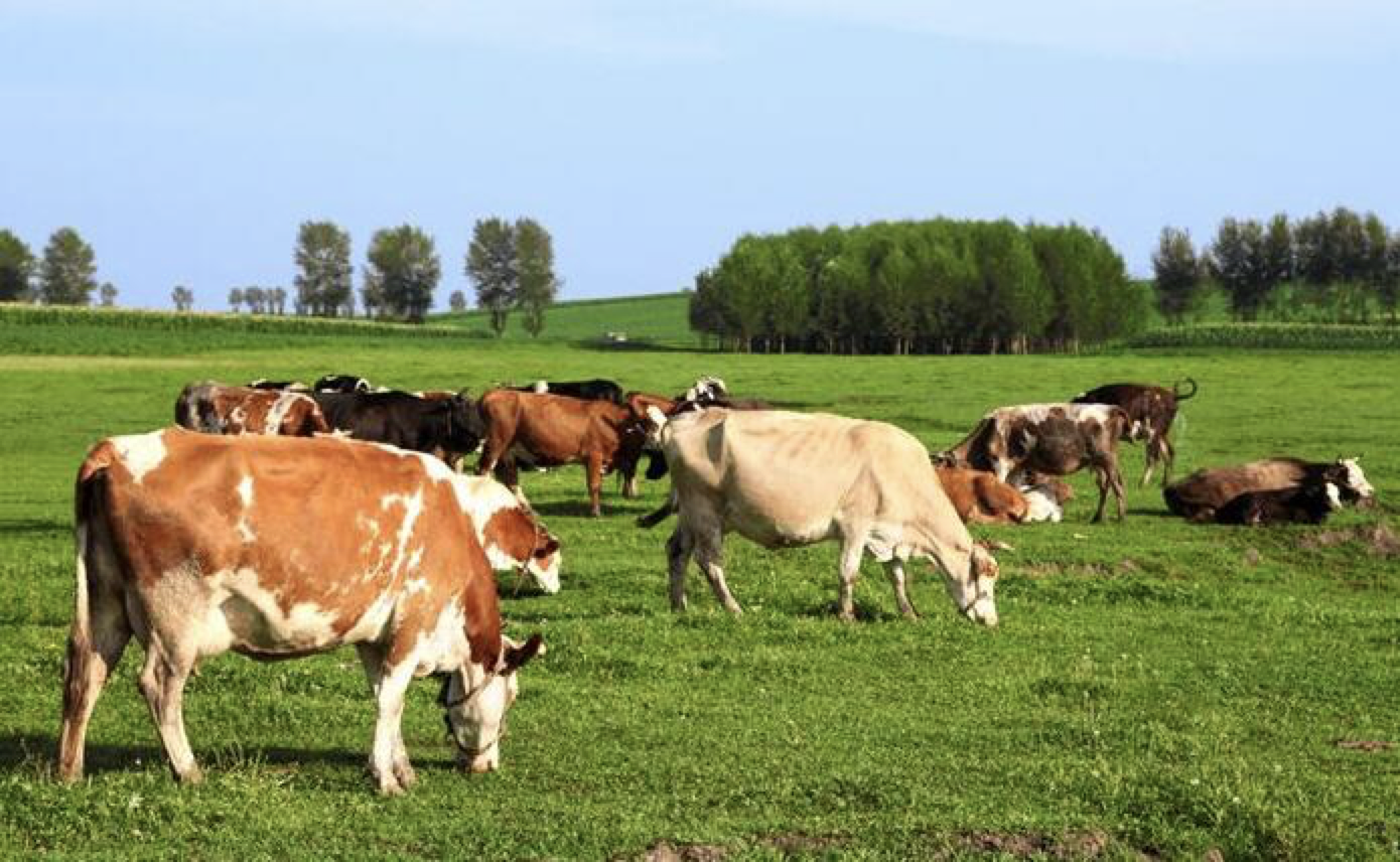 อาหารเสริมที่ดีมีอะไรบ้าง?