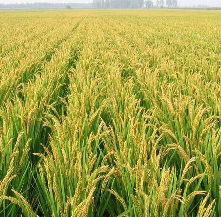 ปุ๋ยไนโตรเจนที่ดีคืออะไร?